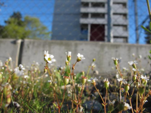 Blumen_Hochhaus