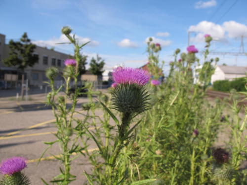 Blumen_ruderal