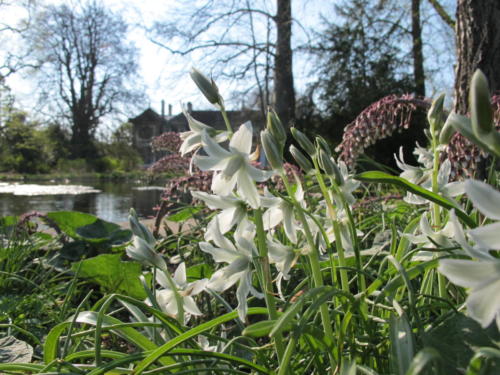 Fruehlingsblumen_Schlosspark