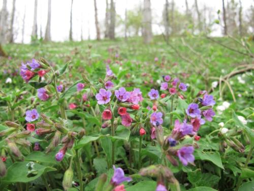 Fruehlingsblumen_Wald