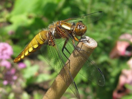 Libelle_Winterfeldweg_rh